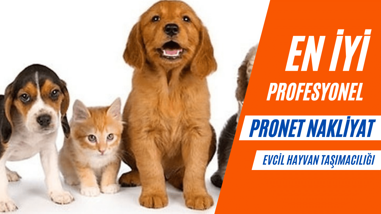 Evcil Hayvan Taşımacılığı